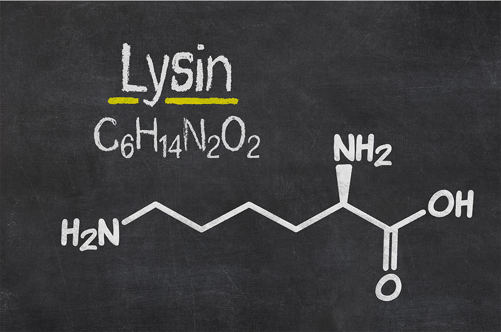 Aminosäuren - Lysin